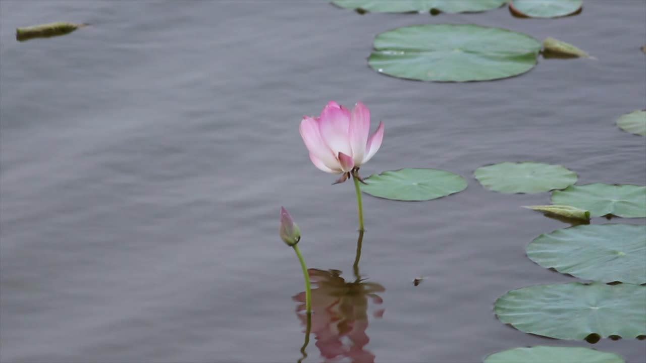 Pink lotus flower in a still pond, peaceful 4K footage surrounded by lily pads. Ideal for meditation, nature backgrounds, floral and wellness-related content.
