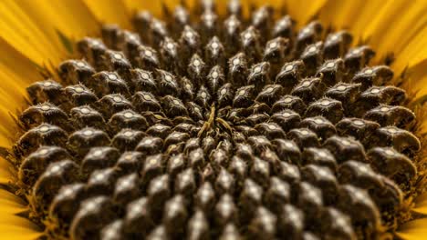 close-up view of a sunflower's complicated seed head structure displaying stunning patterns and textures of nature's design