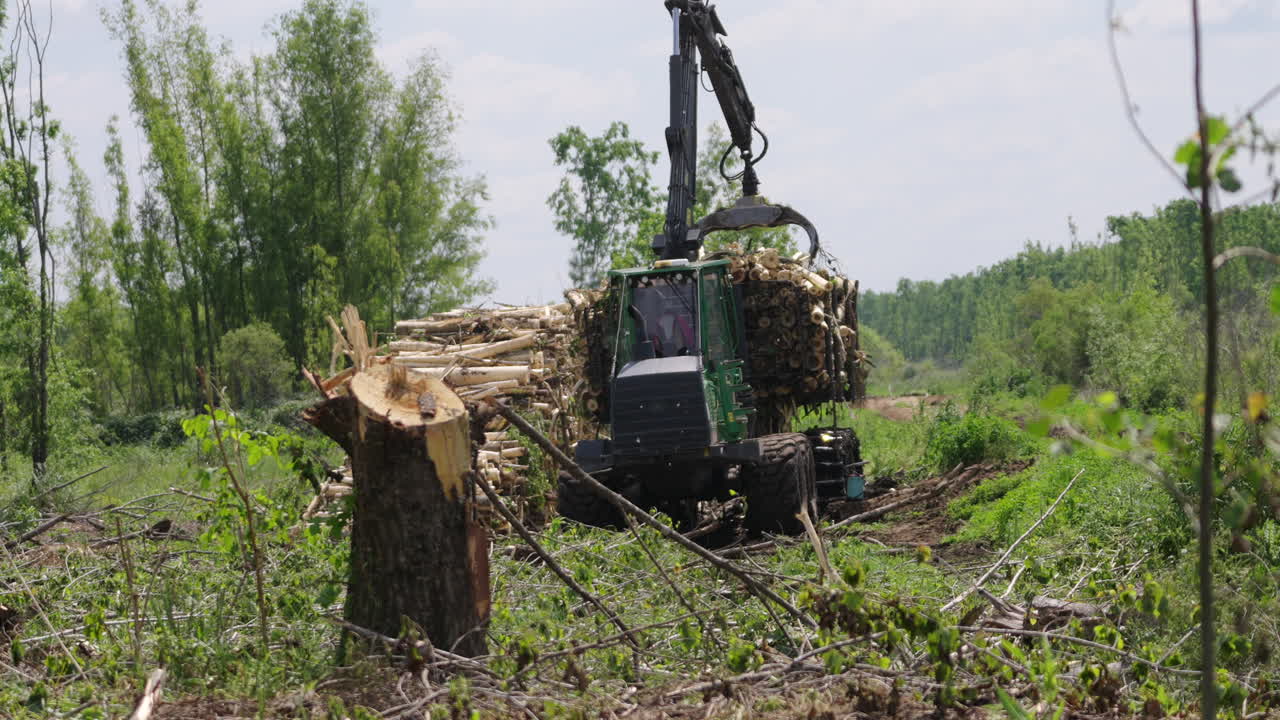 Establishing static of large piece of forestry machinery operates in a wooded area, processing logs and managing timber harvesting grabbing with claw
