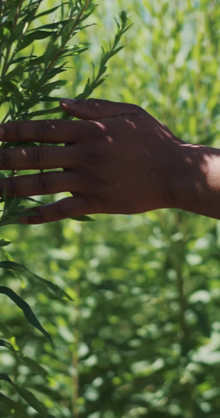 Person Gently Touching Green Leaves in Nature
