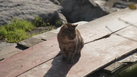 street-cat,-lying-down,-licking,-cleaning,-4k-UHD-slowmo