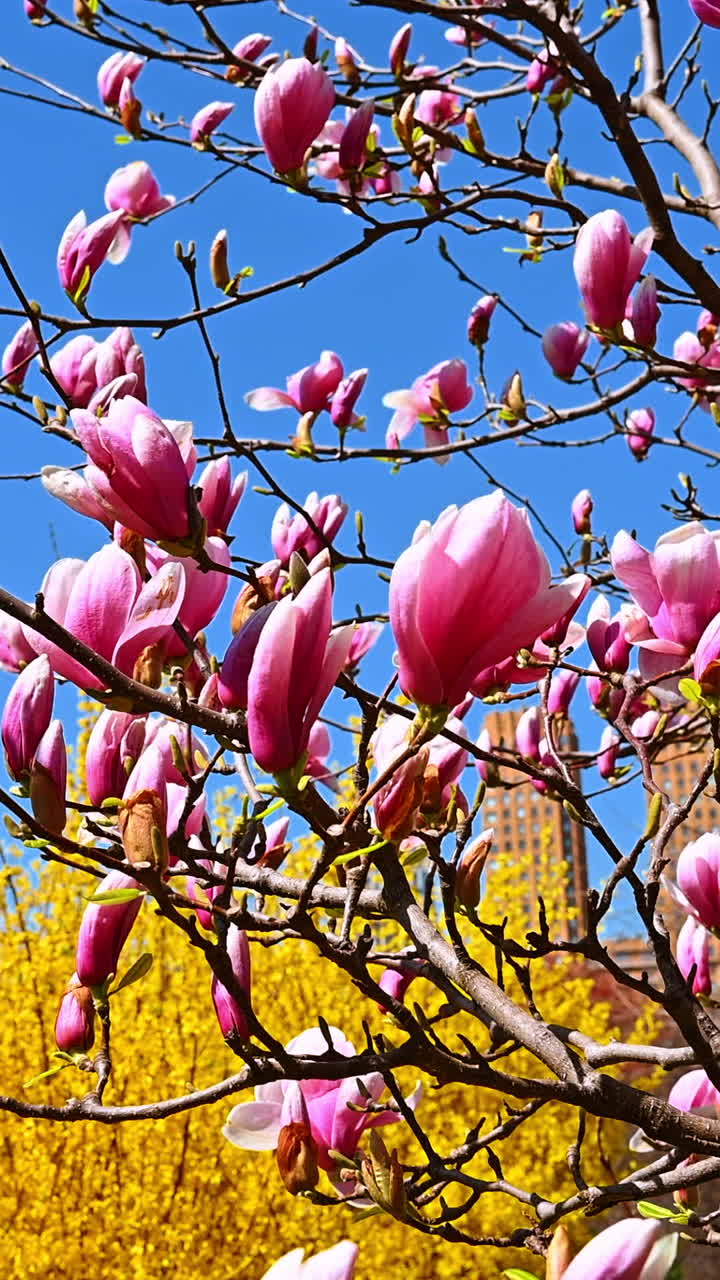 Spring magnolia blossoms in Central Park, New York