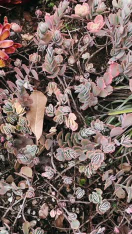 jardín suculento