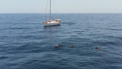 sail yacht in blue atlantic ocean with pod of pilot whales, aerial