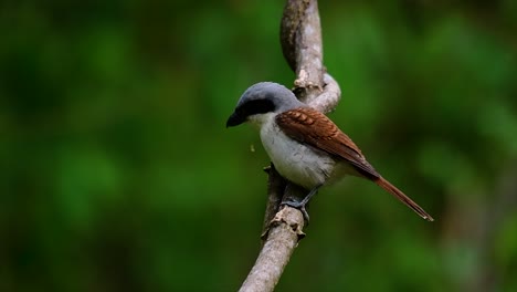 el alcaudón tigre obtuvo su nombre por el patrón de tigre en sus plumas, ya que también es un depredador de un ave que se alimenta de insectos, mamíferos muy pequeños e incluso aves de su tamaño.