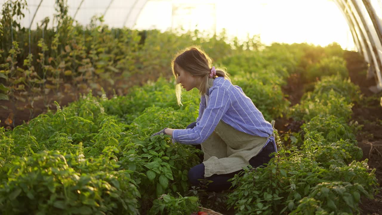 mujer joven que trabaja en el invernadero, limpia las plantas de las malezas por la mañana