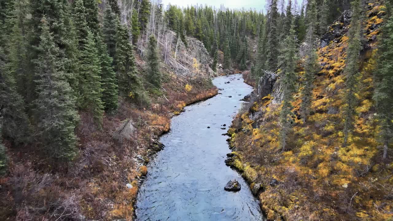 volar sobre el río o'donnel con bosque de follaje amarillo y verde en las orillas, columbia británica, canadá