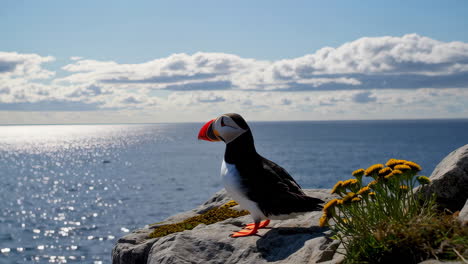 puffin on a scenic coastal cliff with wings spread