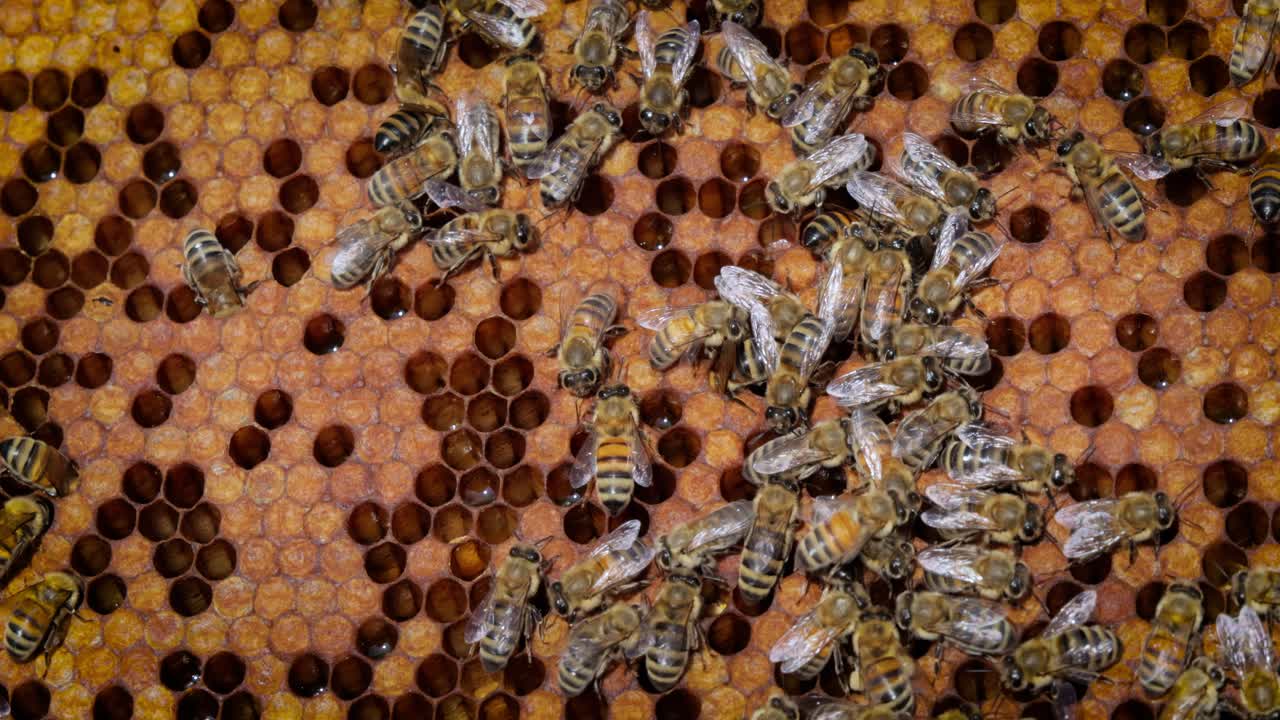 Honey Bees working on honeycomb close-up shot. Bees are best known to humans for their ecological roles as pollinators