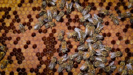 honey bees working on honeycomb close-up shot. bees are best known to humans for their ecological roles as pollinators