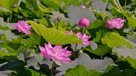 Hermosas-Flores-De-Loto-Rosa-En-Tokyo-Ueno