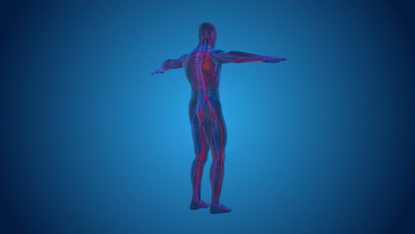 anatomía del cuerpo humano con sistemas vasculares y nerviosos