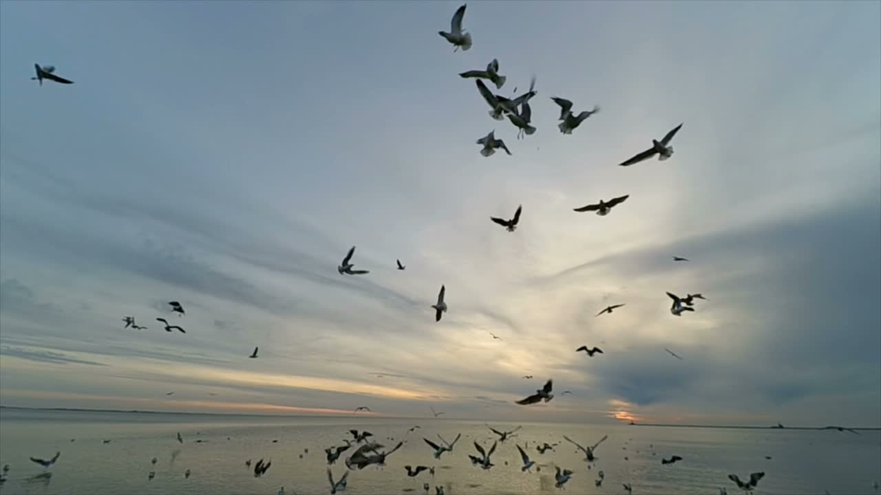 Seagulls in the sky. Slow motion. Seagulls over the sea
