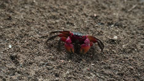 cangrejo de garras rojas buscando y comiendo comida en el suelo de tierra cerca del río 1