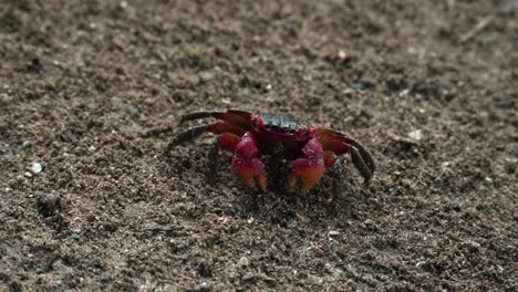 red claws crab searching and eating food on the dirt soil near the river 1