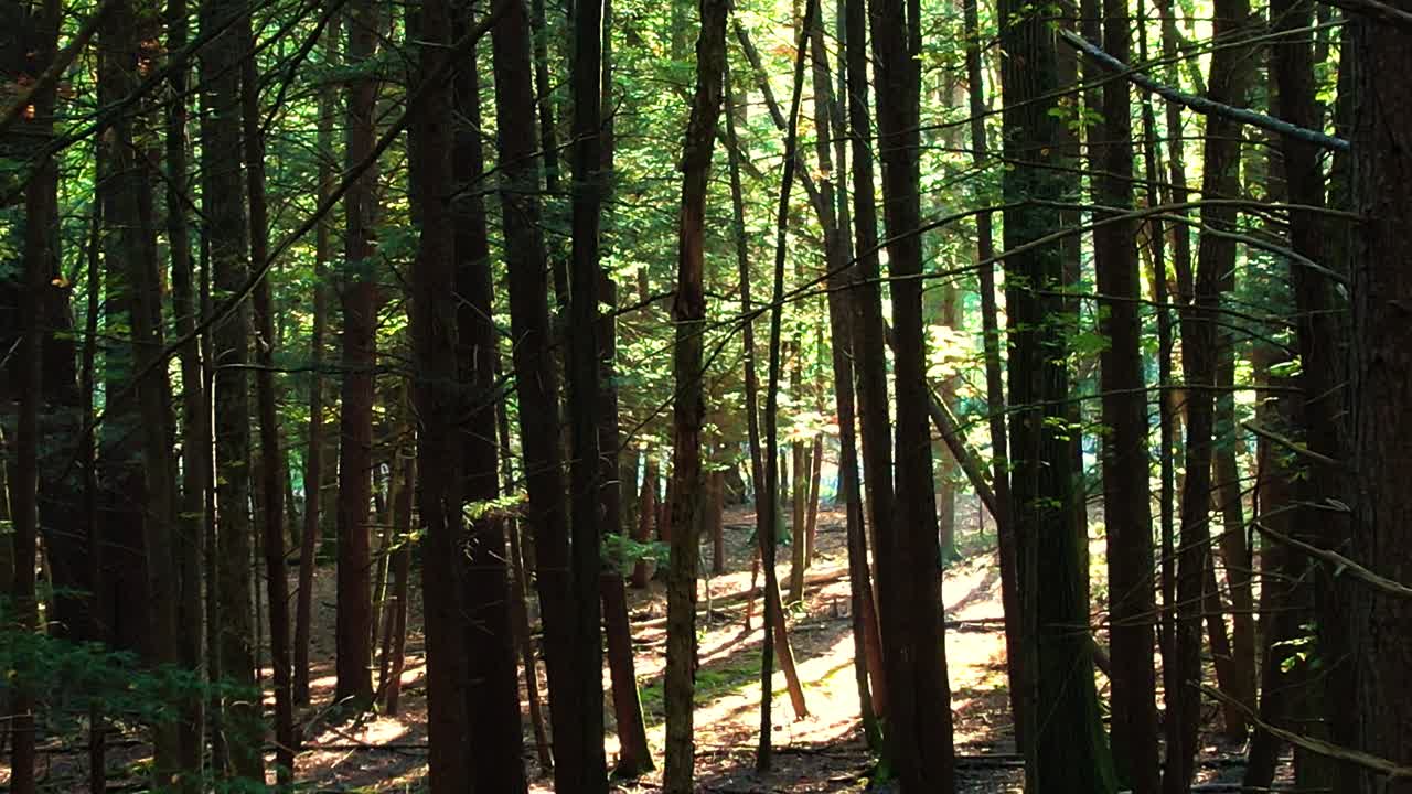 Filmato drone fluido e a bassa quota di una calda foresta in estate con luce dorata.