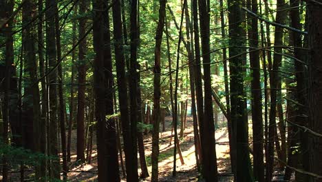 Niedrige,-Glatte-Drohnenaufnahmen-Eines-Warmen-Waldes-Im-Sommer-Mit-Goldenem-Licht