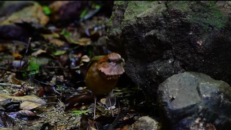 La-Pitta-De-Nuca-Oxidada-Es-Un-Ave-Confiada-Que-Se-Encuentra-En-Hábitats-De-Bosques-Montañosos-De-Gran-Altura,-Hay-Muchos-Lugares-En-Tailandia-Para-Encontrar-Esta-Ave