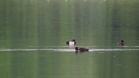 Reiherenten-Schwimmen-Auf-Dem-Flusswasser-Und-Putzen-Ihr-Gefieder