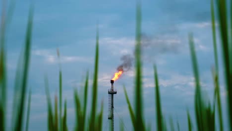 gas burn fire flame on chimney tower seen through grass at a oil filed or a gas field