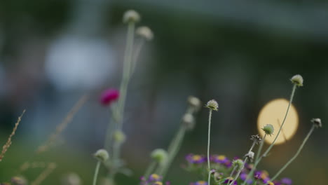 blurred scene of aster flowers in close-up with children out of focus on a swing in background
