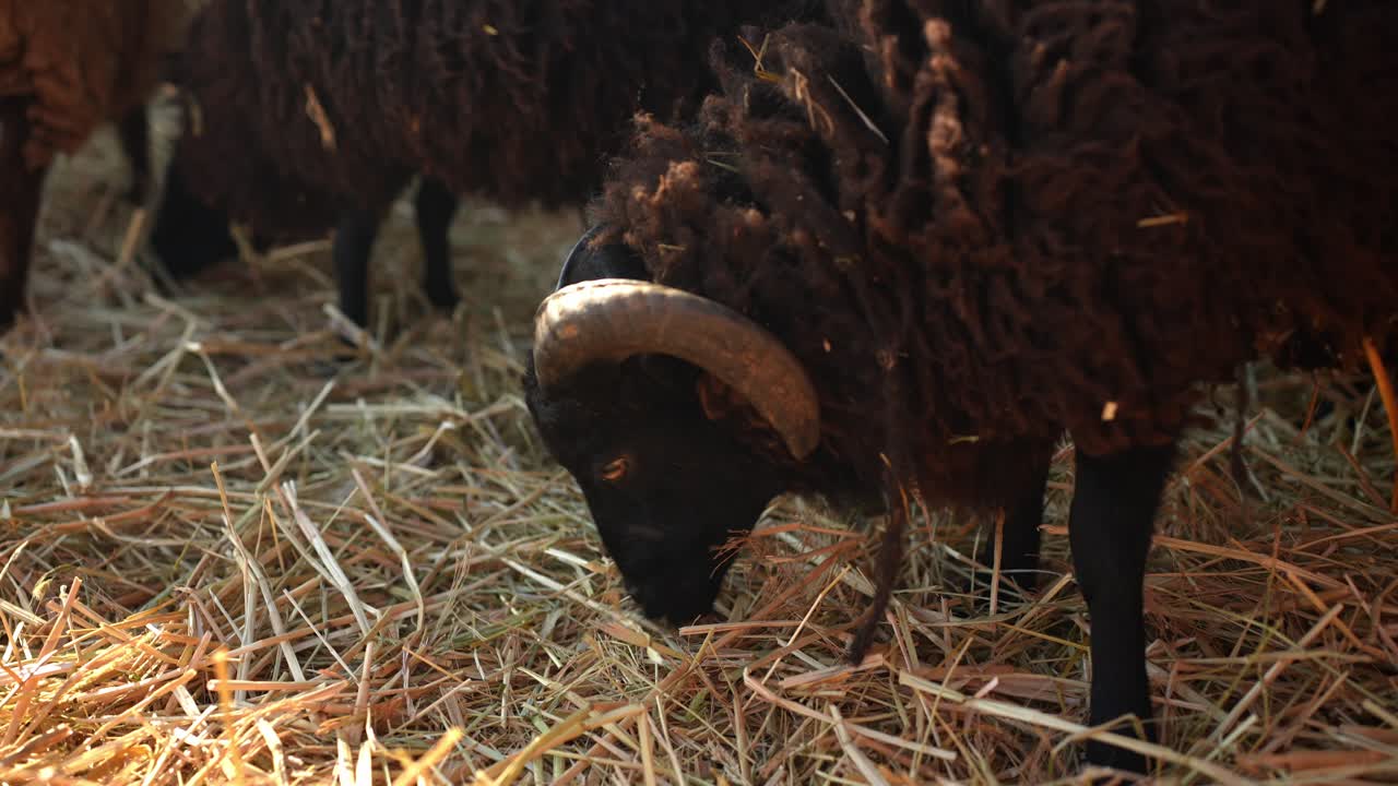 ovejas negras en una bala de heno