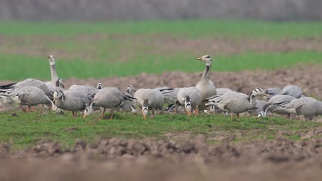 flock of bar headed goose in fields in morning