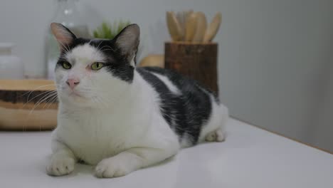 close-up portrait of beautiful black and white cat, bicolor cat