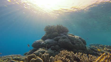 Beautifully-illuminated-Acropora-towers-prominently-a-coral-reef-bathed-in-sunlight,-surrounded-by-clear-blue-waters