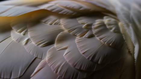 close-up of white feathers