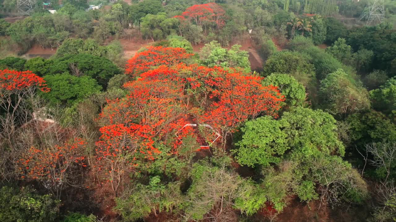 árvores de bordo drone visão ampla