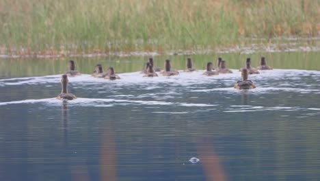 Pfeifende-Entenküken,-Die-Im-Teich-Schwimmen.