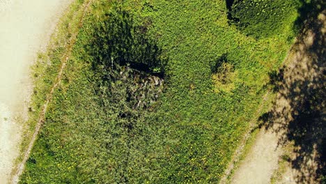 top view of the plant