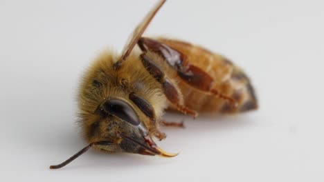 close-up video of a honeybee in its final moments, captured in a controlled studio setting with soft lighting