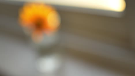 pedestal down to a single orange flower in a cup of water on a windowsill