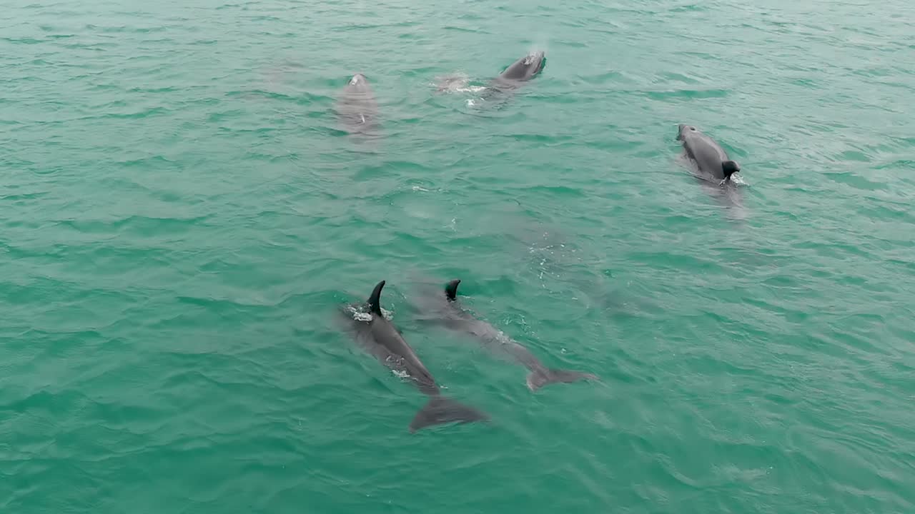 drone aéreo siguiendo lentamente una escuela de delfines juguetones salvajes, muy juntos