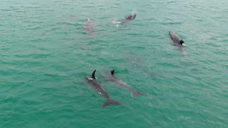 Aerial-drone-slowly-following-a-school-of-wild-playful-dolphins,-close-together