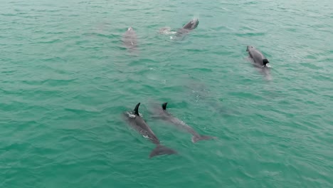 aerial drone slowly following a school of wild playful dolphins, close together