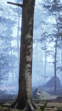 a tall tree in a foggy forest