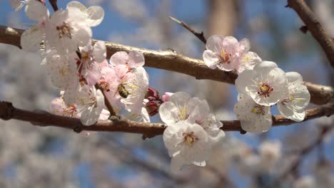 Abeja-De-Miel-En-El-árbol-De-Sakura,-Primavera