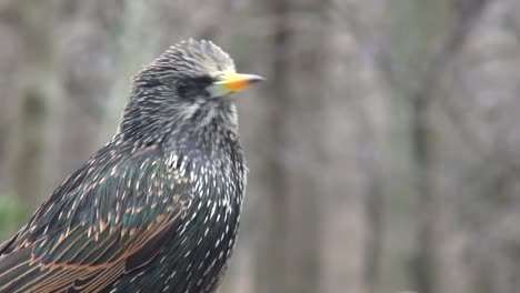 Pájaro-Moviendo-Su-Cabeza-En-El-Parque-Central-De-Nueva-York,-Estados-Unidos