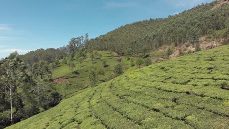 volar sobre la plantación de té verde en las colinas, munnar, india