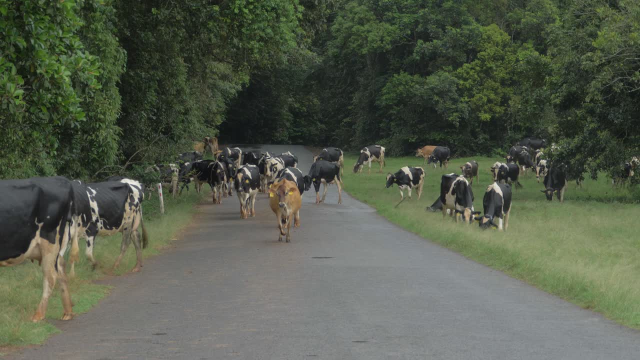 길을 걷고 있는 방목 홀스타인 홀스타인 소