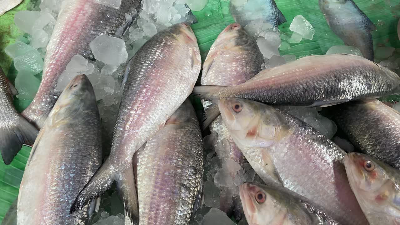 ilish o hilsa se venden en el mercado de pescado de kolkata en un primer plano de 4k