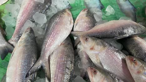 ilish or hilsa being sold in kolkata's fish market in a 4k close up shot