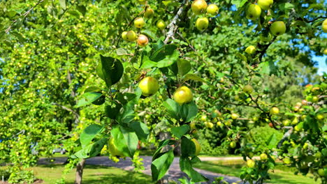 lush apple trees heavy with ripe fruit, bathed in sunlight—capturing the essence of a vibrant orchard in peak season