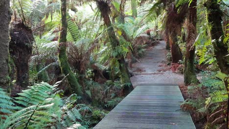 un paseo panorámico a través de la exuberante vegetación de la selva tropical
