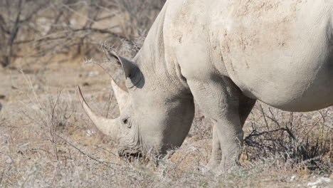 a sight of a black rhinoceros feeding - close up