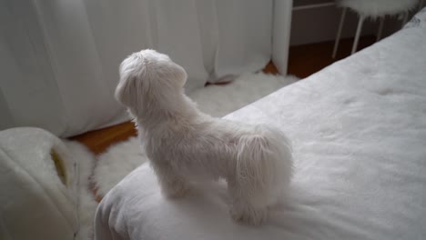 Dog-maltese---back