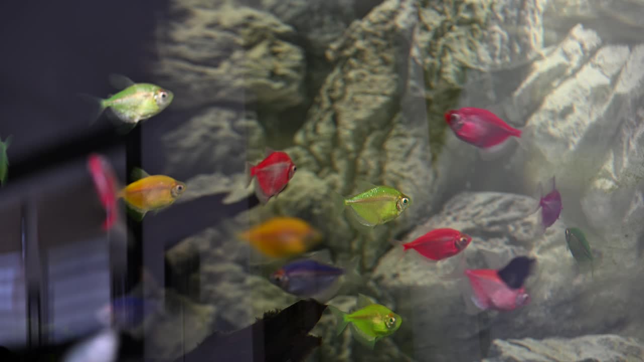 Vibrant fish gracefully swimming inside the aquarium